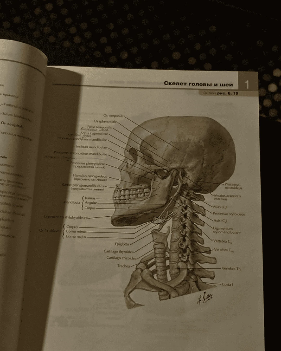 The study of the human form